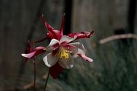 aquilegia