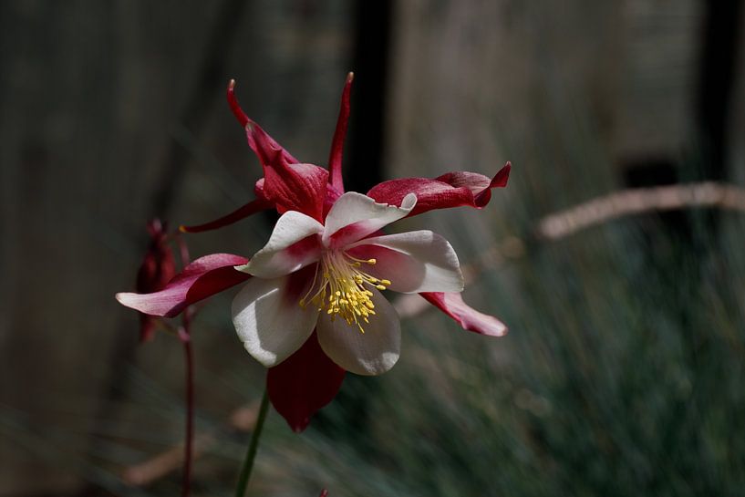 aquilegia by Joop Kalshoven