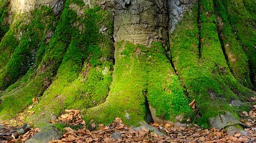 Colossal beech tree