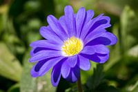 oriental anemone (anemone blanda)