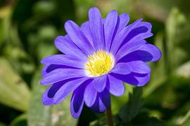 Orientalische Anemone (Anemone blanda) von Timo Kant