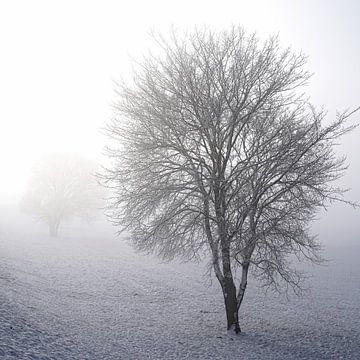 Landschaft im Nebel von Heiko Kueverling