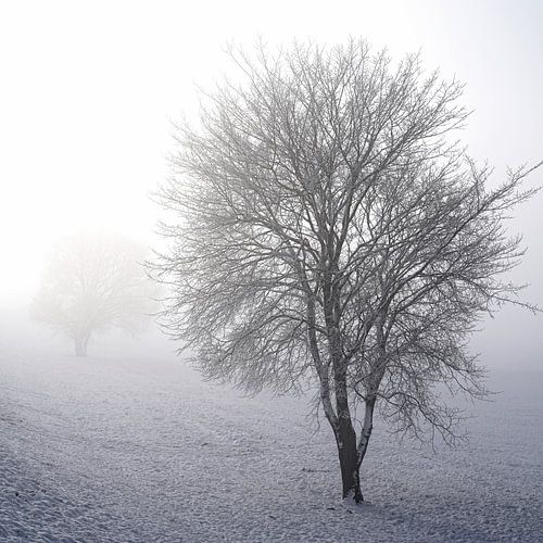 Paysage dans le brouillard
