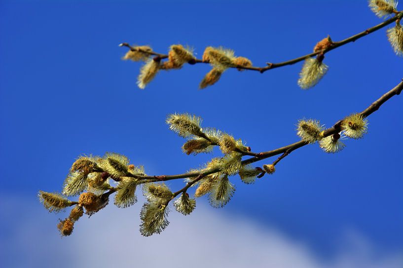 Willow Kitty Close-Up par Edgar Schermaul