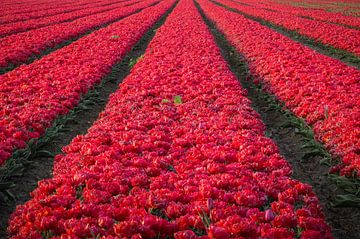 Scherpte en Symmetrie in een Tulpenveld van Zwoele Plaatjes