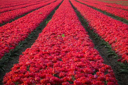 Scherpte en Symmetrie in een Tulpenveld