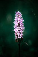 mystic orchid