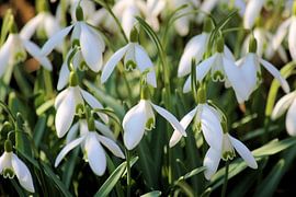 Schneeglöckchen sur ines meyer