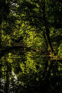 Spiegelung von Bäumen im Bach mit Holzbrücke