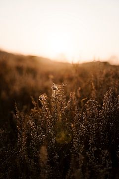 Gevangen heide van Chantal de Graaff