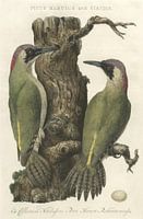 European green woodpecker, Van Nederlandsche Vogelen, Cornelis Nozeman