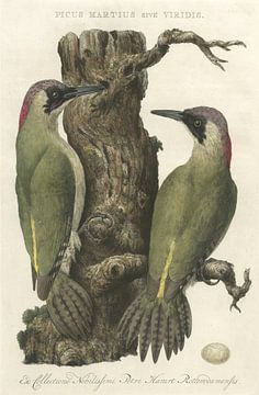 Européenne Green Woodpecker, Van Nederlandsche Vogelen, Cornelis Nozeman sur Teylers Museum