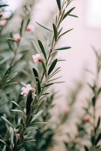 Blooming Rosemary No 2 by Treechild
