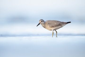 Kanoet op het strand van Jorrit Verkleij | Vogels en meer