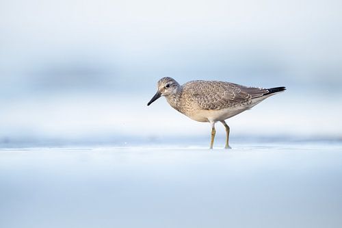 Bécasseau maubèche sur la plage