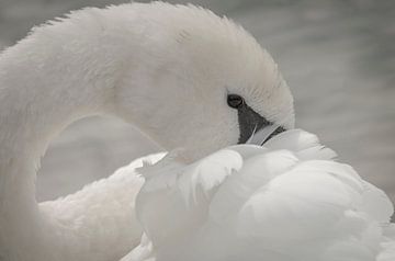 Swan by Ans Bastiaanssen