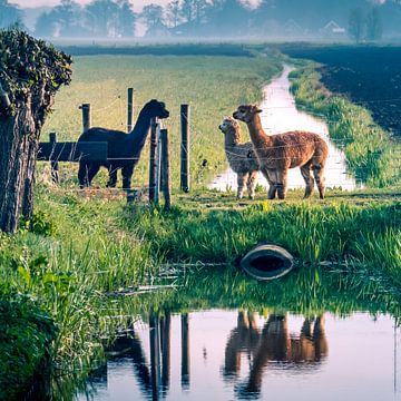 Llamas in the polder by Jeroen