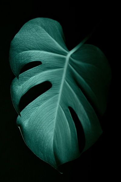 Monstera by Hello Pompoyo