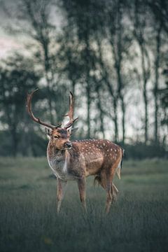 A beautiful fallow deer by Hilco Hoogendam