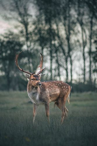 A beautiful fallow deer