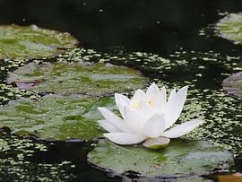 Nymphaea tetragona - White dwarf water lily by Annie Lausberg-Pater