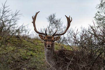 Damhert by Merijn Loch