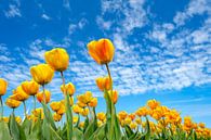 Gelbe Tulpen wachsen im Frühling auf einem Feld von Sjoerd van der Wal Fotografie Miniaturansicht