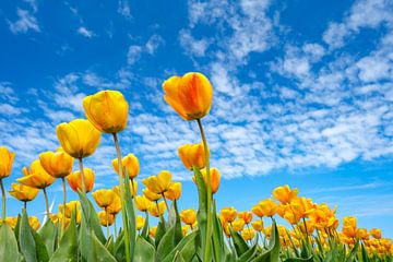 Gele tulpen bloeien in een veld in de lente van Sjoerd van der Wal Fotografie