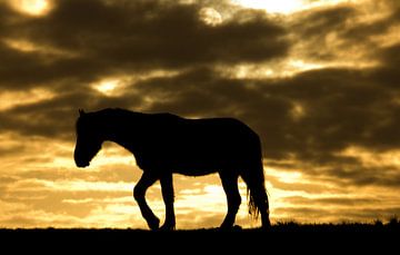 Horse during sunrise van Anne Koop