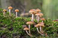 Mushrooms on a tree trunk with soft green background by Jolanda Aalbers thumbnail