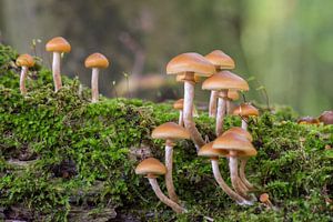 Pilze auf einem Baumstamm mit weichem grünen Hintergrund von Jolanda Aalbers