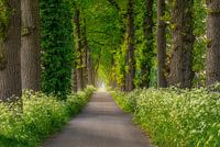 Belle allée d'arbres en Drenthe
