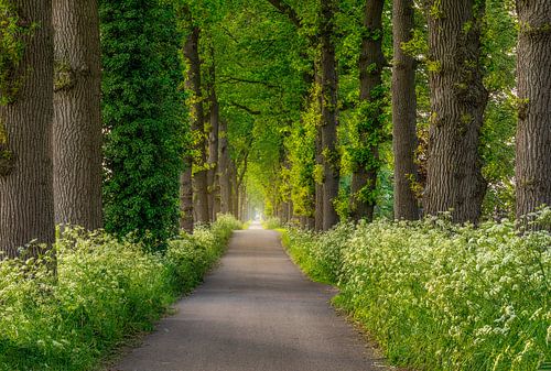 Mooie bomenlaan in Drenthe