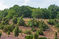 Heidelandschap met heidebloesem, Totengrund, Wilsede, Natuurpark Lüneburger Heide, Nedersaksen, Duit van Torsten Krüger thumbnail