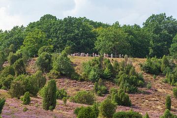 Heidelandschaft mit Heiedeblüte, Totengrund, Wilsede, Naturpark Lüneburger Heide, Niedersachsen, Deu