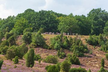 Heidelandschap met heidebloesem, Totengrund, Wilsede, Natuurpark Lüneburger Heide, Nedersaksen, Duit van Torsten Krüger