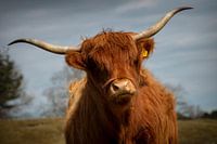 Schotse Hooglander in Zeepeduinen , Burgh-Haamstede, Zeeland