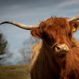 Scottish Highlander à Zeepeduinen , Burgh-Haamstede, Zélande sur Rene  den Engelsman