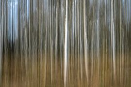 Birkenwald auf der Veluwe.