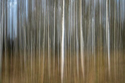 Birkenwald auf der Veluwe.