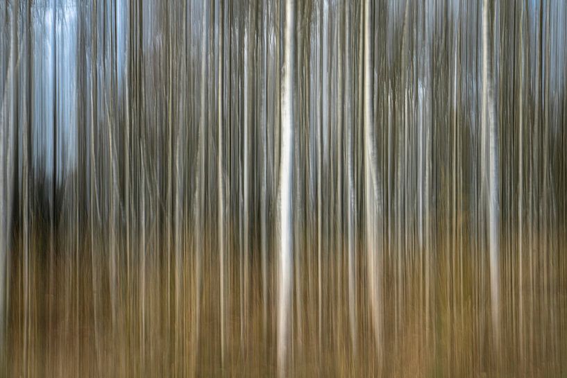Birch forest on the Veluwe. by Albert Beukhof