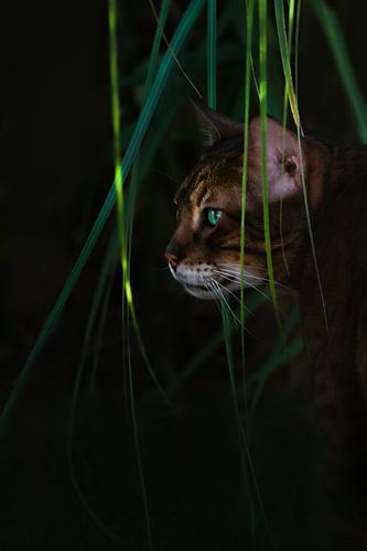 Bengaalse kat in licht en schaduw