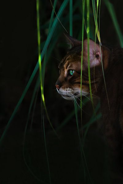 Le chat du Bengale en ombre et lumière par Leny Silina Helmig