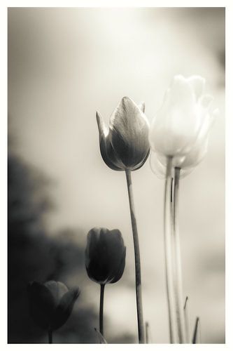 Een vleugje emotie - sfeervolle bloemenzee van tulpen in stille rouw