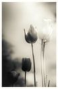 Trauer, Melancholie und Emotionen - Blumenmeer aus Tulpen von Jakob Baranowski - Photography - Video - Photoshop Miniaturansicht