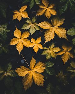 Blätter im Herbst