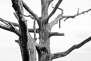 Tree branches
