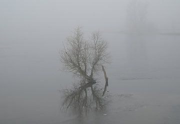 Struik in de mist van Jose Lok
