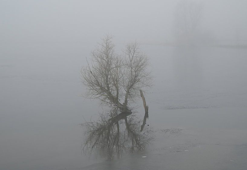 Bush in the mist by Jose Lok