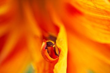 Oranje Lillie Stamen 0708 van Iris Holzer Richardson